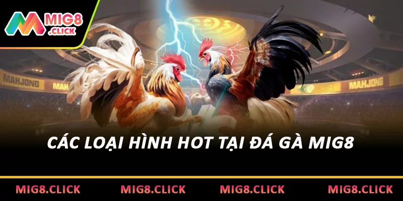 Các loại hình hot tại đá gà MIG8